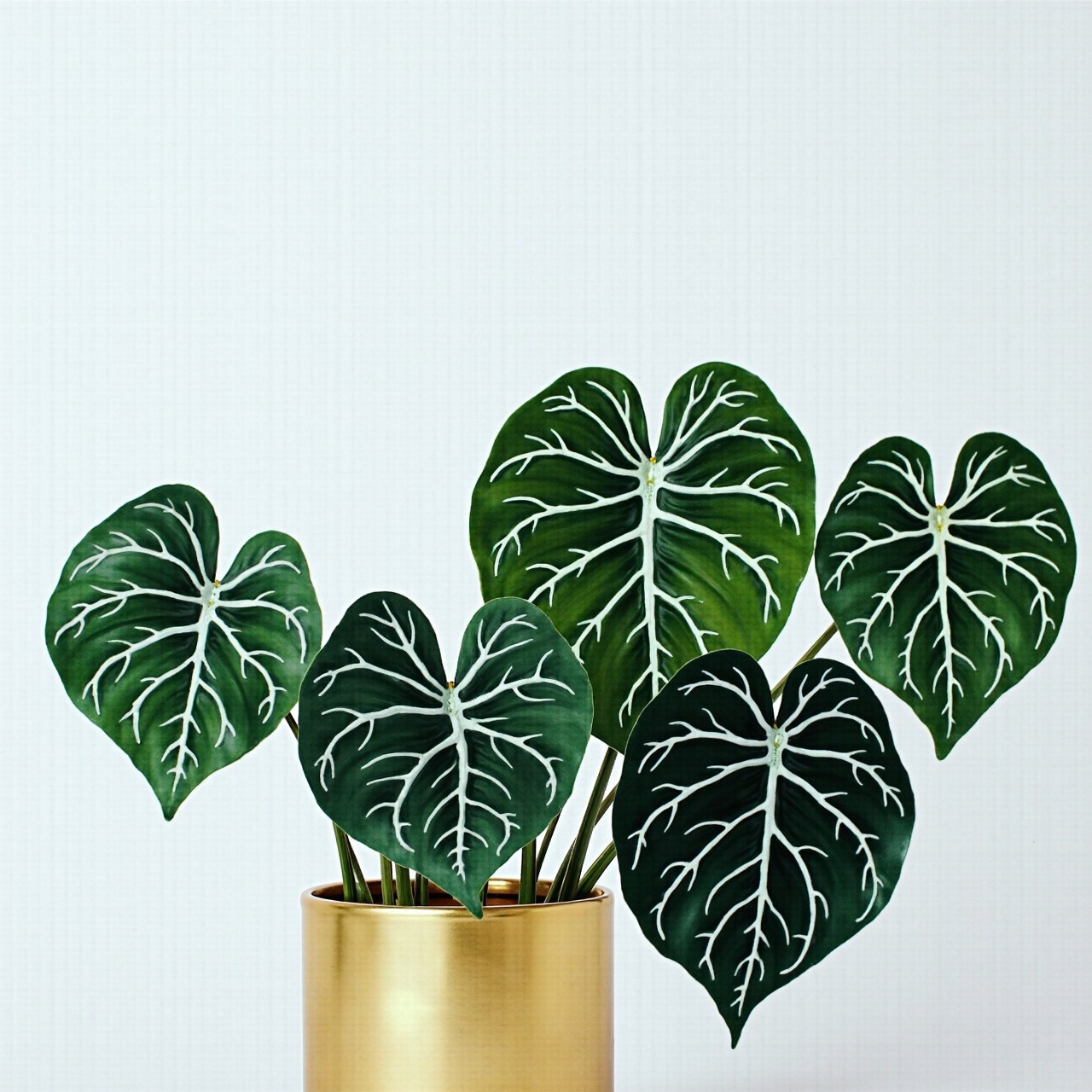 Velvet cardboard anthurium (Anthurium clarinervium)