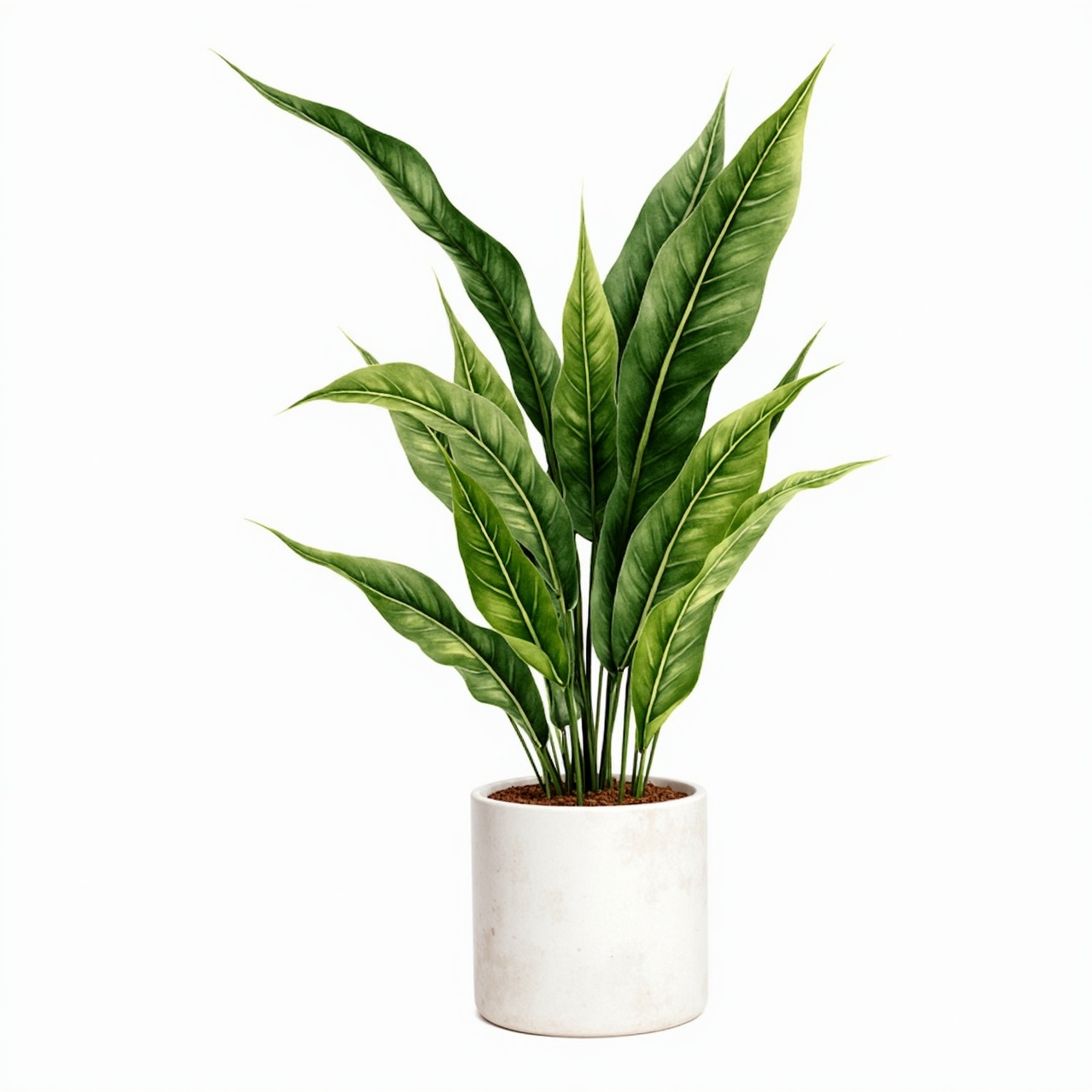 Cast iron plant (Aspidistra elatior)