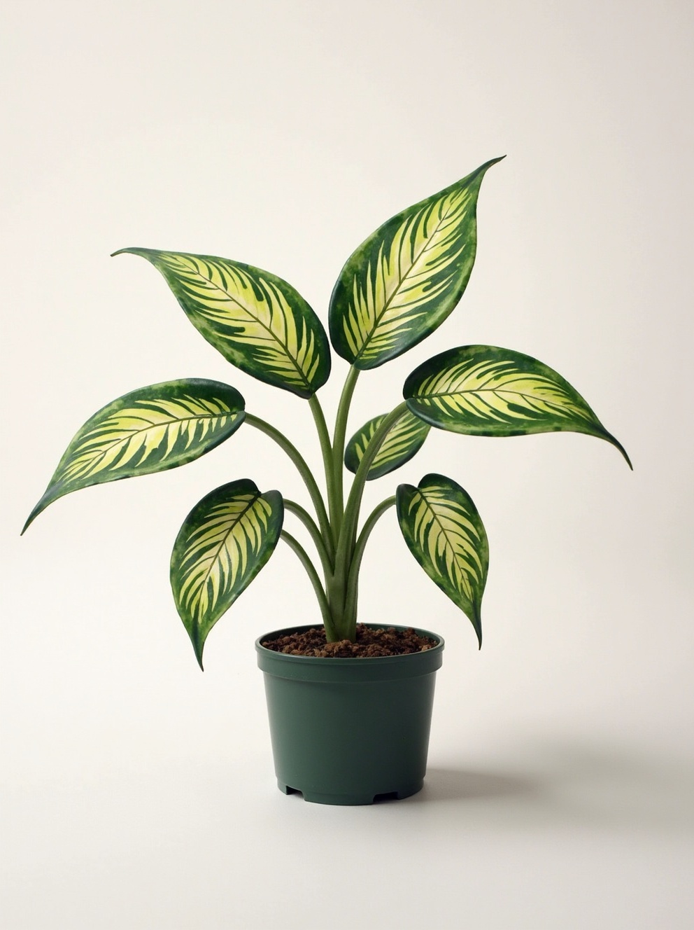 Dieffenbachia (Dieffenbachia seguine)