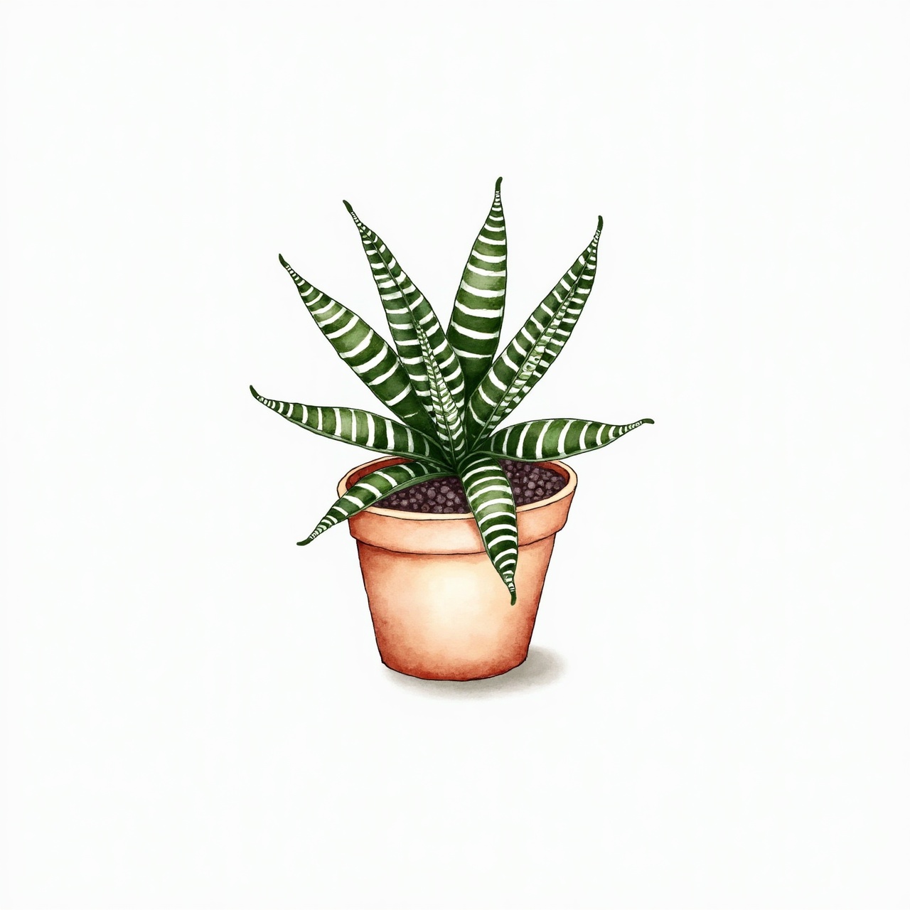 Zebra haworthia (Haworthiopsis fasciata)